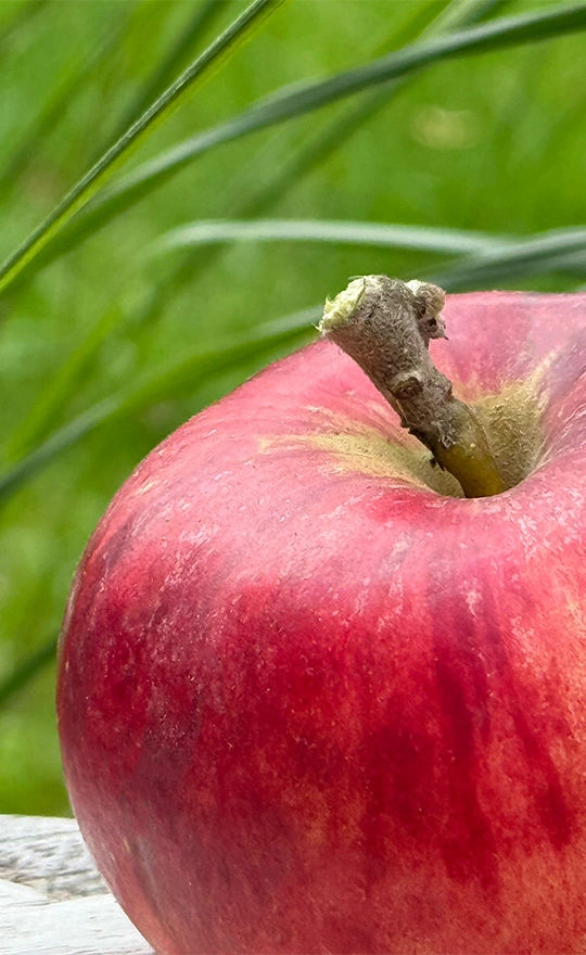 Ein roter Apfel als Symbol für bewusste Ernährung und Vorbereitung auf das Fasten in Sachsen.