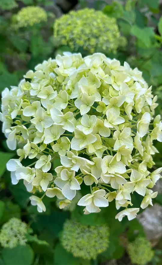 Eine weiße Blume als kraftvolles Symbol der Natur.