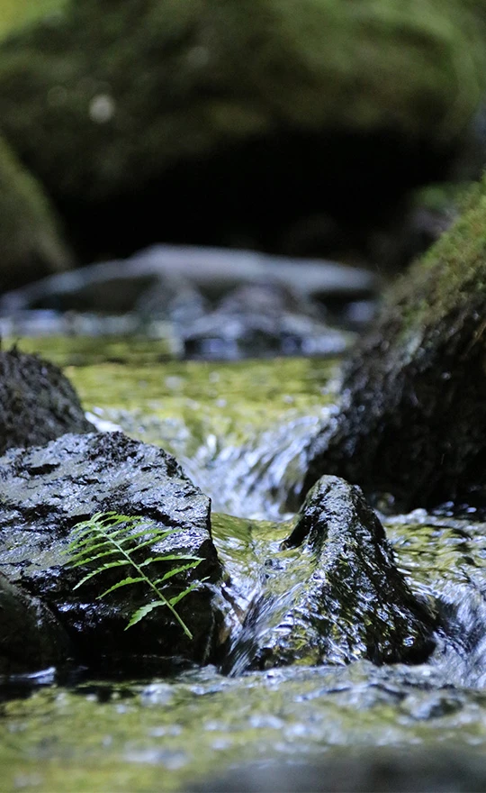 Bachufer in der Natur als ruhige Kulisse für eine Fastenkur nach Buchinger.