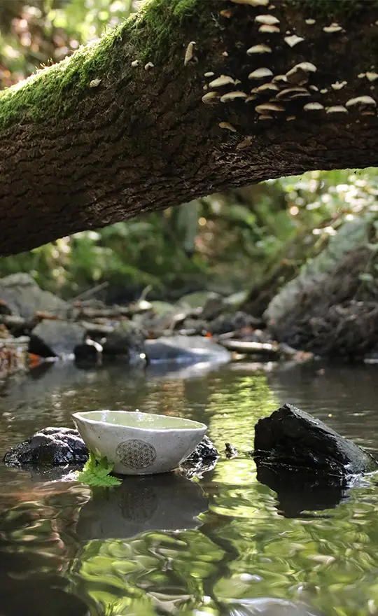 Fastenschüssel im Bachwasser als Symbol für Reinigung und Entlastung beim Buchinger Fasten.