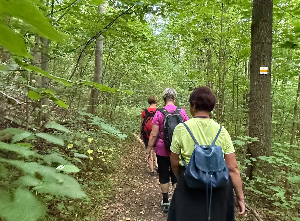 Waldweg für das Fastenwandern als festen Bestandteil einer Fastenkur nach Buchinger.